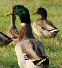 Ducks at Jacks Island